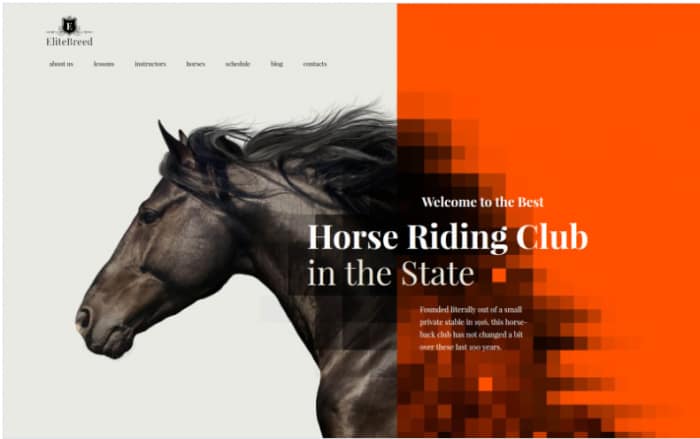 Elite Breed - Equestrian &